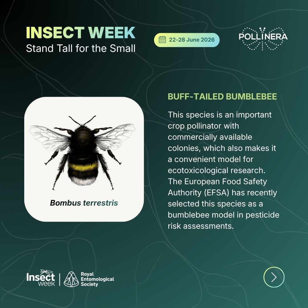 Draft PollinERA Post 2 of INSECT WEEK 2026 Individual Project Template Slide 2