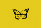 Butterfly Education and Awareness (BEAD) Day 2024