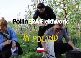 A look back at PollinERA’s fieldwork in 2024: Poland
