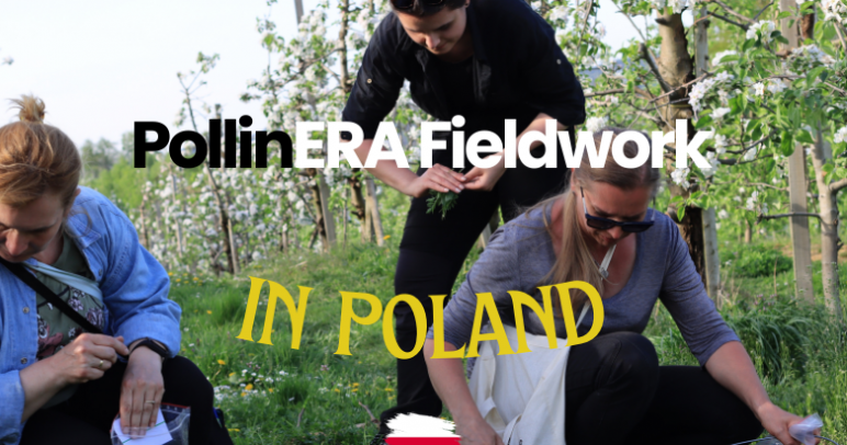 A look back at PollinERA’s fieldwork in 2024: Poland
