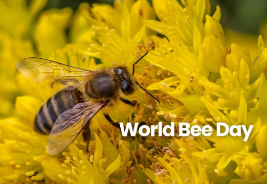 World Bee Day-2027