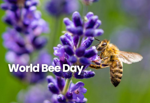 World Bee Day 2028