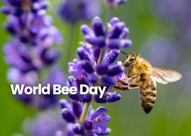 World Bee Day 2028