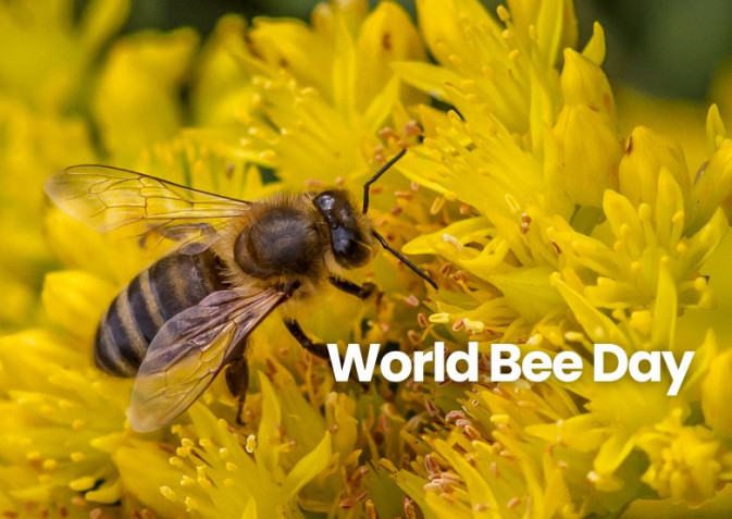 World Bee Day-2027